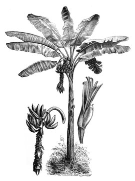 Banana palm tree (Pisang) / old Antique illustration from Brockhaus Konversations-Lexikon 1908