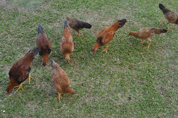 rooster or hen on farm