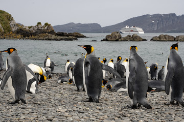 Obraz premium group of penguins