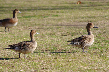 芝生の上を歩くカモ