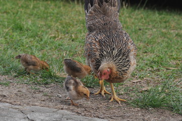 rooster or hen on farm