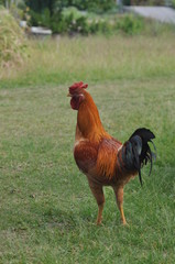 rooster or hen on farm