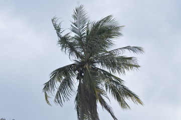 Fototapeta na wymiar coconut trees against blue sky