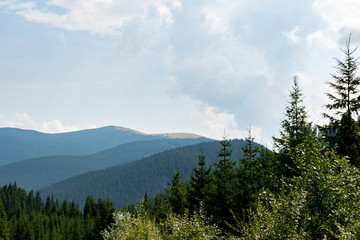 mountain, mountainous peaks, peaks of firs, fir forest, mountain landscape, panorama, autumn,