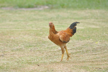 rooster or hen on farm
