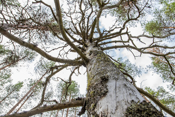 Obraz premium old tree