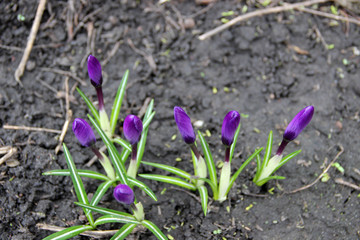 Beautiful Tender Crocuses Close-up. Early spring-flowering. Natural spring flowers macro background. Hd floral wallpapers for desktop.