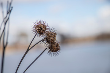 thistle on background of blue sky