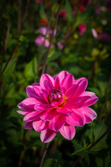 close up of a dahlia flower in shades of pink