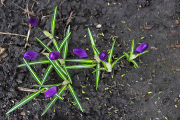 Beautiful Tender Crocuses Close-up. Early spring-flowering. Natural spring flowers macro background. Hd floral wallpapers for desktop.