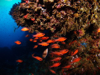 Fototapeta na wymiar Group of cardinal fish (Apogon imberbis) in the Mediterranean Sea