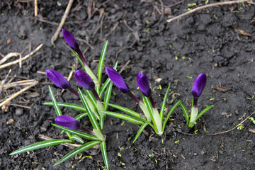 Beautiful Tender Crocuses Close-up. Early spring-flowering. Natural spring flowers macro background. Hd floral wallpapers for desktop.