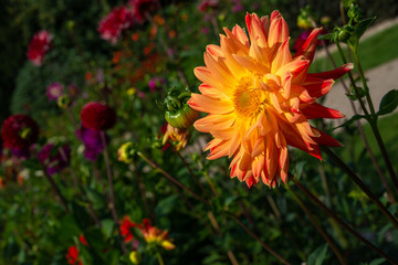 close up of a dahila flowers in shades of orange and yellow