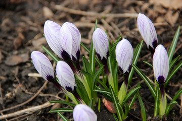 Obraz premium Beautiful Tender Crocuses Close-up. Early spring-flowering. Natural spring flowers macro background. Hd floral wallpapers for desktop.