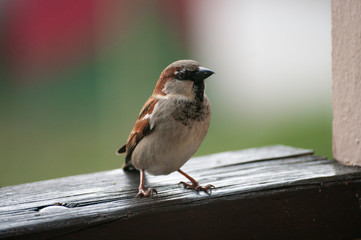 Sparrow looking for food sit on a fence at balcony. Wild little bird.