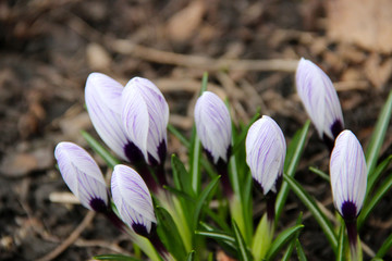 Beautiful Tender Crocuses Close-up. Early spring-flowering. Natural spring flowers macro background. Hd floral wallpapers for desktop.