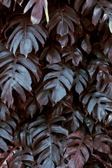 Green leaves pattern background, Natural background for wallpaper