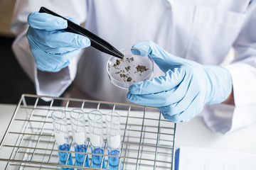 Scientist or medical in lab testing sample trial with reagent, mixing reagents in glass flask,...