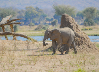 Fototapeta premium Elefanten im Etosha-Nationalpark in Namibia Südafrika