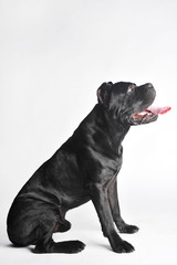 Close-up black mastiff isolated on white