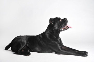 Close-up black mastiff lies isolated on white