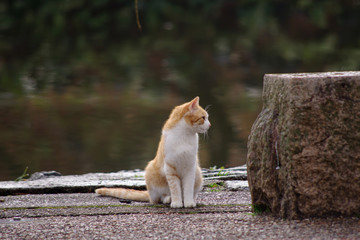猫：茶トラハチワレ