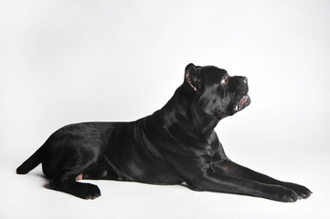 Close-up black mastiff lies isolated on white