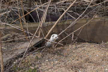 White weasel ( Mustela nivalis )  in sand in early spring