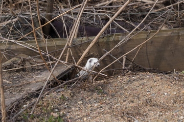 Naklejka na ściany i meble White weasel ( Mustela nivalis ) in sand in early spring