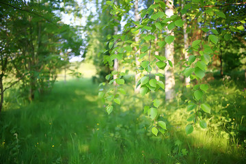 green branches leaves background / abstract view seasonal summer forest, foliage green, eco concept