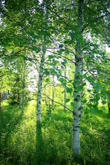 Fototapeta na wymiar green branches leaves background / abstract view seasonal summer forest, foliage green, eco concept