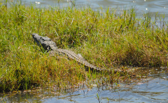 Krokodil im Etosha National Park in Namibia S&uuml;dafrika