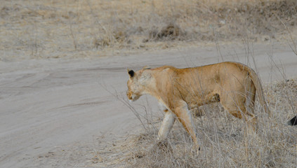 Löwin in der Savanne vom Etosha National Park in Namibia Südafrika	