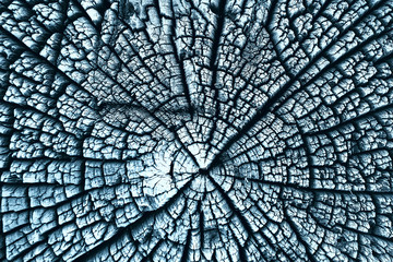 texture old tree blue / abstract wood texture background