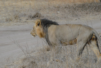 Löwe im Etosha National Park in Namibia Südafrika