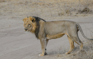 Fototapeta na wymiar Löwe im Etosha National Park in Namibia Südafrika