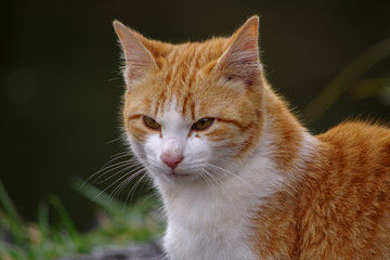 猫：茶トラハチワレ