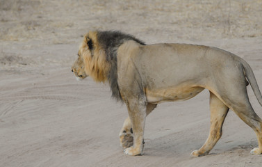 Löwe im Etosha National Park in Namibia Südafrika