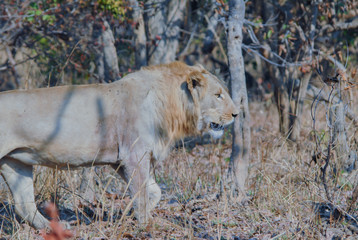 Löwe im Etosha National Park in Namibia Südafrika