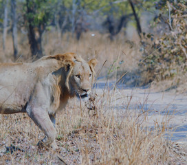 Löwe im Etosha National Park in Namibia Südafrika