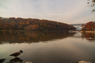 autumn park with lake, bridge and ducks at sunset