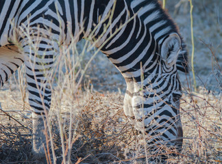 Zebras in der Savanne vom Etosha National Park Südafrika