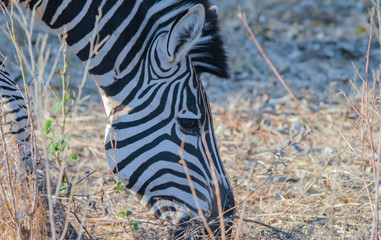 Zebras in der Savanne vom Etosha National Park Südafrika