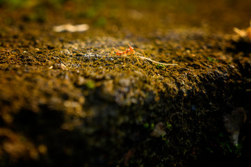 Walking ant on the moss stone