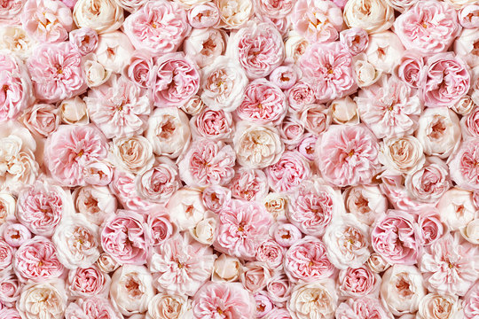 Flower Wall Images – Browse 976,267 Stock Photos, Vectors, and Video |  Adobe Stock