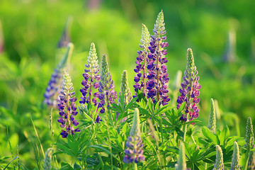 lupins in the field / summer flowers purple wild flowers, nature, landscape in the field in summer