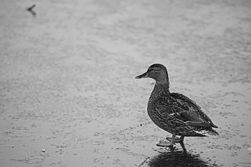 wintering birds / bird flock, winter lake, wild birds on winter lake, seasonal, migratory ducks