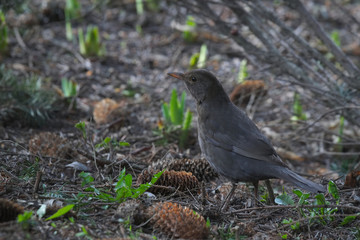 Pani szpakowa na spacerze