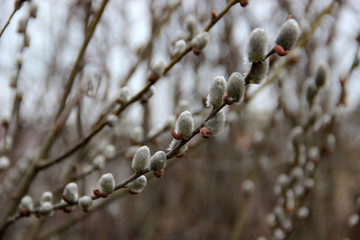 Willow flowering Close-up. Natural Spring Easter Palm Sunday Background. Hd floral wallpapers for desktop.
