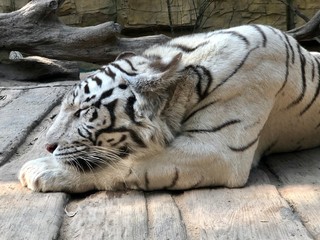 white tiger 